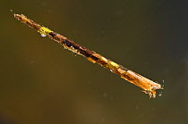 Case-building caddisfly larva (Leptoceridae) Europe, July, controlled conditions