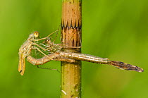 Spread-winged damselfly (Lestes sponsa) emerging sequence, Europe, July, controlled conditions
