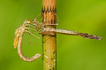 Spread-winged damselfly (Lestes sponsa) emerging sequence, female, Europe, July, controlled conditions