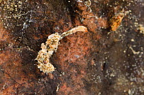 Non-biting midge larva (Chironomidae) in the shelter attached to the stone, Europe, August, controlled conditions