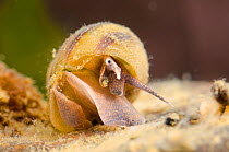 River snail (Viviparus viviparus) Europe, August, controlled conditions