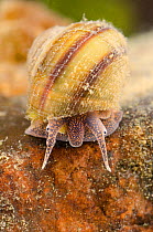 River snail (Viviparus viviparus) Europe, August, controlled conditions