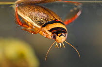 Diving beetle (Graphoderus bilineatus) refilling the air supply by the surface, male, Europe, August, controlled conditions