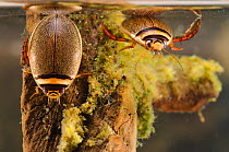 Diving beetles (Graphoderus bilineatus) female (left) and male (right) Europe, August, controlled conditions