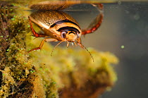 Diving beetle (Graphoderus bilineatus) male, Europe, August, controlled conditions