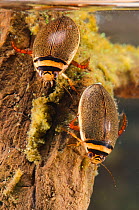 Diving beetles (Graphoderus bilineatus) female (right) and male (left) Europe, August, controlled conditions