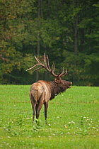 North American elk / Wapiti (Cervus elaphus) stag calling during the rutting season, Pennsylvania, USA.