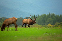 North American elk / Wapiti (Cervus elaphus) stag calling during the rutting season, Pennsylvania, USA.