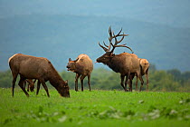 North American elk / Wapiti (Cervus elaphus) stag with harem during the rutting season, Pennsylvania, USA.