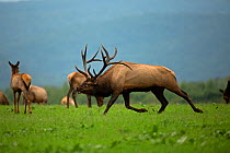 North American elk / Wapiti (Cervus elaphus) stag with harem during the rutting season, Pennsylvania, USA.