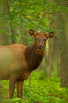 North American elk / Wapiti (Cervus elaphus) female, Pennsylvania, USA.