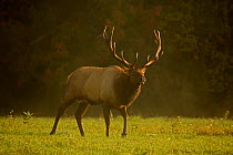 North American elk / Wapiti (Cervus elaphus) during rut, Pennsylvania, USA, September.