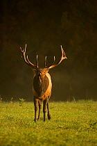 North American elk / Wapiti (Cervus elaphus) stag during rut, Pennsylvania, USA, September.