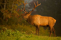 North American elk / Wapiti (Cervus elaphus) stag during rut, Pennsylvania, USA, September.