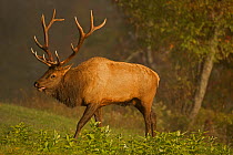 North American elk / Wapiti (Cervus elaphus) during the rut, Pennsylvania, USA, September.