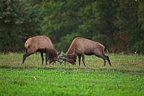 North American elk, (wapiti), Cervus elaphus, during rut, Pennsylvania, Elk were reintroduced to Pennsylvania in 1913