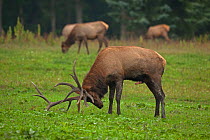 North American elk / Wapiti (Cervus elaphus) stag urinating on its underside, during the rutting season, Pennsylvania, USA.
