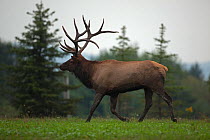 North American elk / Wapiti (Cervus elaphus) during the rutting season, Pennsylvania, USA.