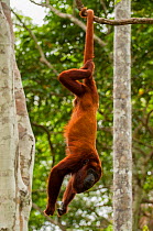 Red Howler Monkey (Alouatta seniculus) hanging by prehensile tail. Captive at Pilpintuwasi Animal Orphanage, Padre Cocha, Iquitos, Peru.
