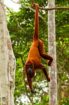 Red Howler Monkey (Alouatta seniculus) hanging by prehensile tail. Captive at Pilpintuwasi Animal Orphanage.