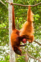 Red Howler Monkey (Alouatta seniculus) hanging by tail with non-prehensile tailed Peruvian red uakari monkey (Cacajao calvus ucayalii). Captive at Pilpintuwasi Animal Orphanage, Padre Cocha, Iquitos,...