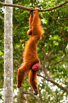 Peruvian red uakari monkey (Cacajao calvus ucayalii) hanging by feet. Captive - Pilpintuwasi Animal Orphanage, Peru.