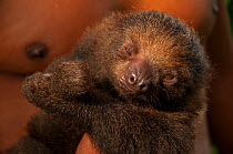 Two toed sloth (Choloepus hoffmanni) held by man. Pilpintuwasi Animal Orphanage, Padre Cocha, Iquitos, Peru