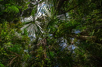 Aguajal palm swamp (Mauritia flexuosa) Amazon Rainforest, Rio Napo, Peru