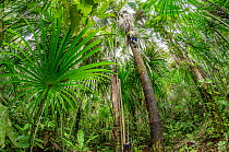 Sustainable palm harvest with climber on Moriche palm (Mauritia flexuosa) Amazon Rainforest, Rio Napo, Peru