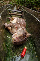 Lowland paca (Cuniculus paca) hunted for meat, with shot, Rio Napo, Peru Amazon