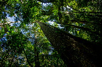 Honduran / Big-leaf mahogany tree (Swietenia macrophylla) Manu National Park, Peru