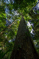 Honduran / Big-leaf mahogany tree (Swietenia macrophylla) Manu National Park, Peru