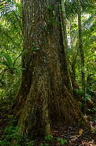 Honduran / Big-leaf mahogany (Swietenia macrophylla) Manu National Park, Peru