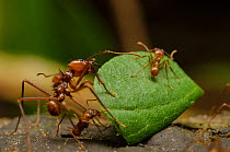 Leafcutter ants (Atta cephalotes) carrying leaf, Manu National Park, Peru.
