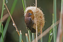 Grosbeak-weaver (Amblyospiza albifrons melanota) male at nest, Gibbs farrm, Tanzania.