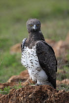 Martial eagle (Polemaetus belliscosus) standing on termite mound, Ngorongoro crater, Tanzania.