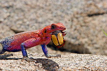 Rock agama (Agama agama) eating beetle, Serengeti, Tanzania.