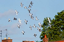 Domestic pigeons (Columba livia) flock in flight over houses, Cheshire, UK, June.