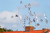 Domestic pigeons (Columia livia) flock in flight over houses, Cheshire, UK, June.