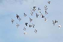 Domestic pigeons (Columba livia) flock in flight over town, Cheshire, UK, June.