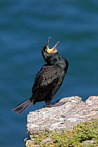 Shag (Phalacrocorax aristotelis) yawning perched on rock on clifftop on Puffin Island, Anglesey, North Wales, UK, June.