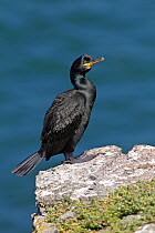 Shag (Phalacrocorax aristotelis) perched on clifftop on Puffin Island, Anglesey, North Wales, UK, June.