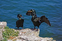 Shag (Phalacrocorax aristotelis) pair perched on clifftop, one wing drying, Puffin Island, Anglesey, North Wales, UK, June.