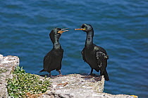 Shag (Phalacrocorax aristotelis) pair perched on clifftop on Puffin Island, Anglesey, North Wales, UK, June.