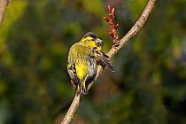 Siskin (Carduelis spinus) male preening perched in tree in garden, Cheshire, UK, March.