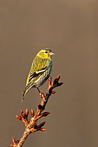 Siskin (Carduelis spinus) male perched at top of tree in garden, Cheshire, UK, April.