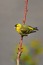 Siskin (Carduelis spinus) male perched in tree in garden, Cheshire, UK, April.
