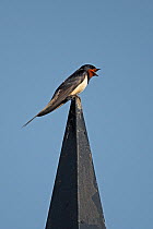 Swallow (Hirundo rustica) singing at top of building, Wirral, Merseyside, UK, June
