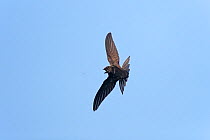 Common Swift (Apus apus) catching insect in flight, Wirral, Merseyside, UK, July.