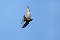 Common Swift (Apus apus) in flight, Wirral, Merseyside, UK, July.